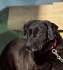 Паулина Б 159